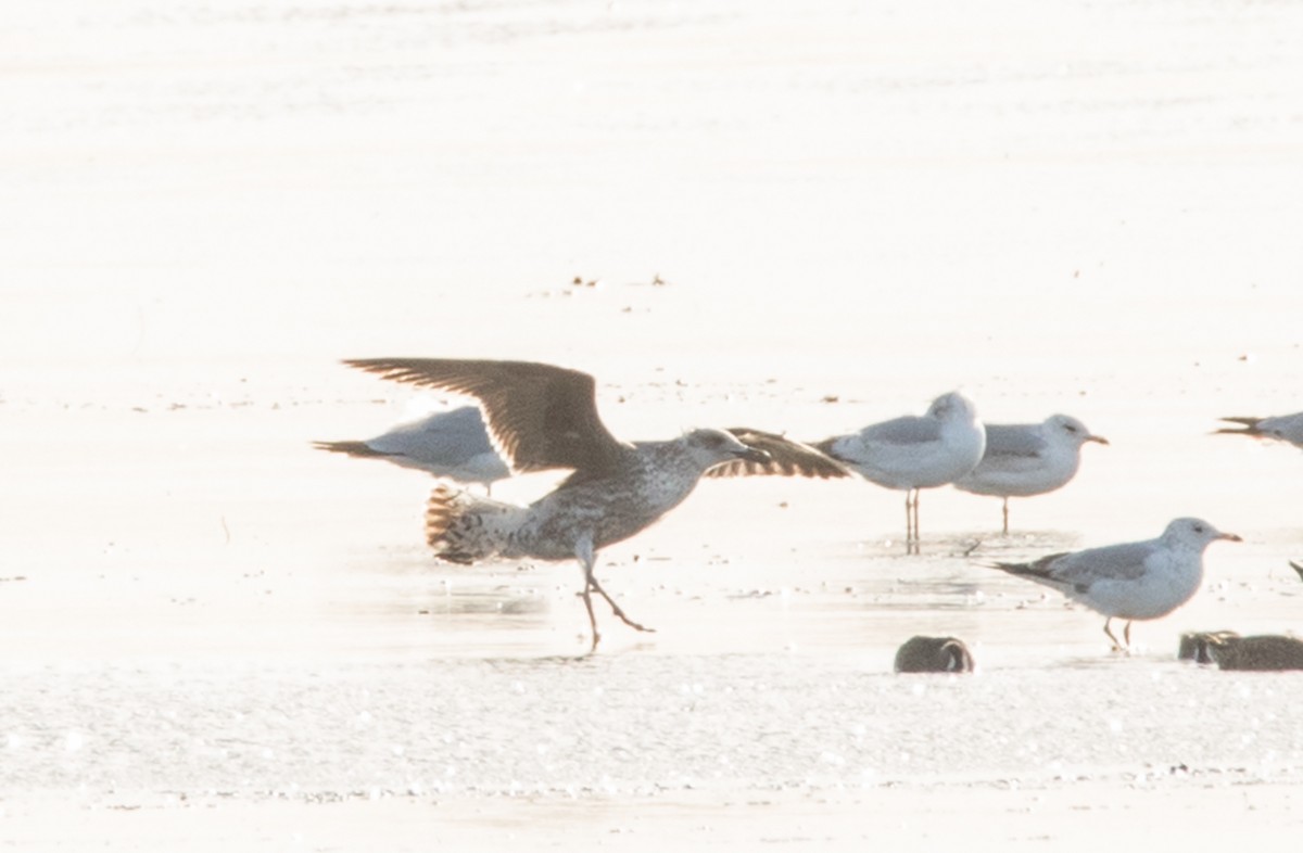 Great Black-backed Gull - ML334944291