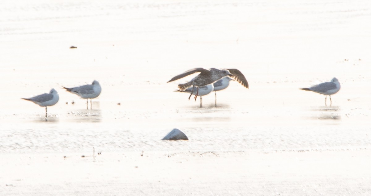 Great Black-backed Gull - ML334944341