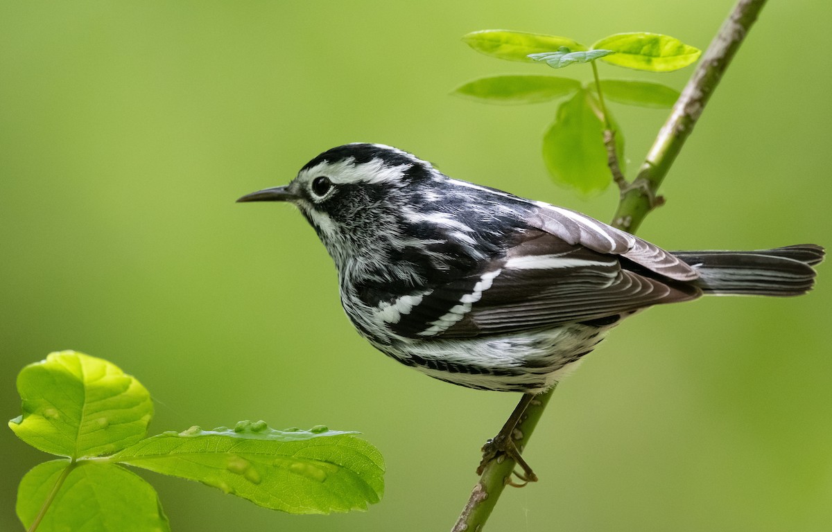 Black-and-white Warbler - ML334944591