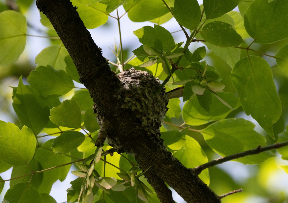 Blue-gray Gnatcatcher - ML334944821