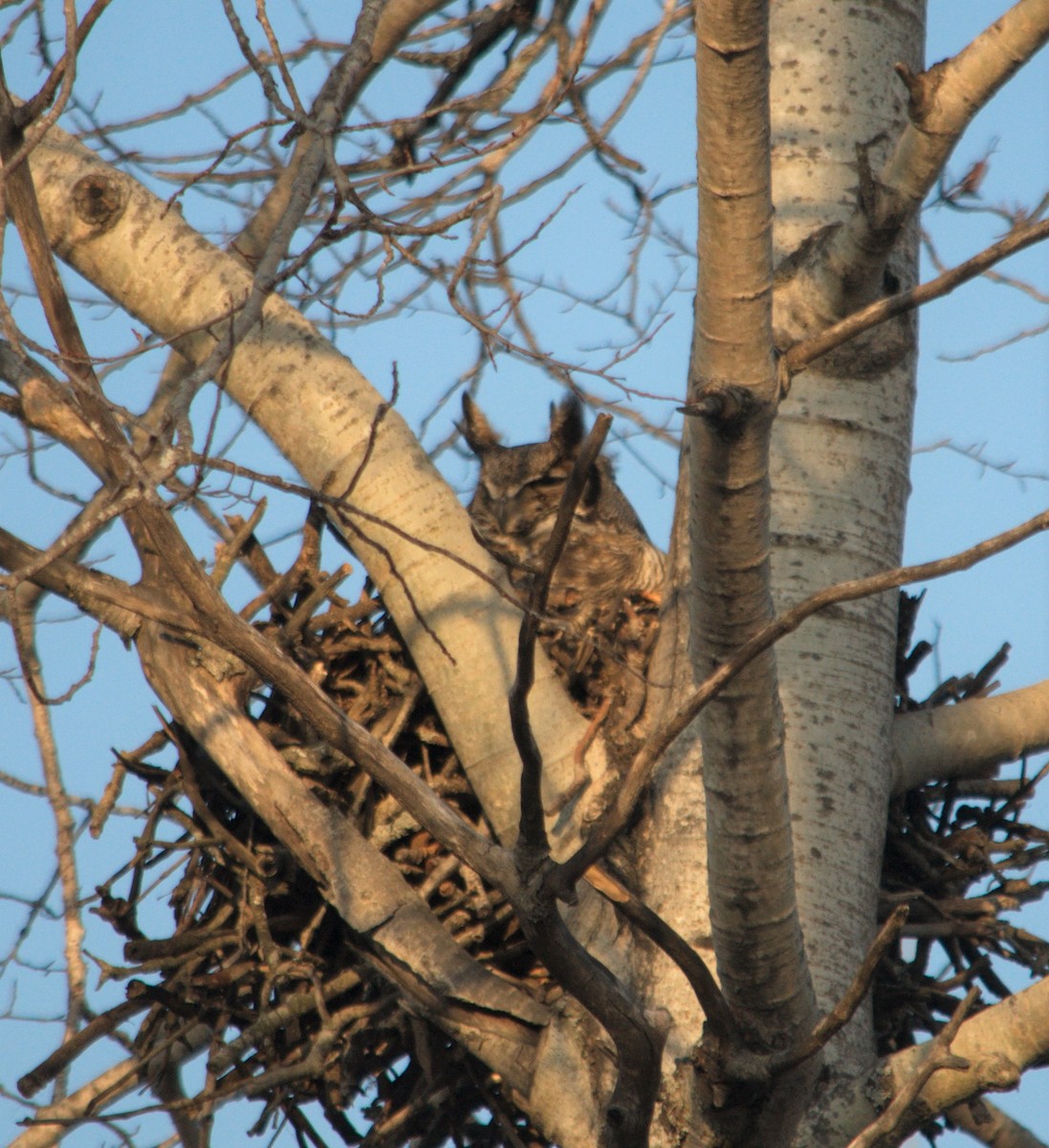 Great Horned Owl - ML334945971