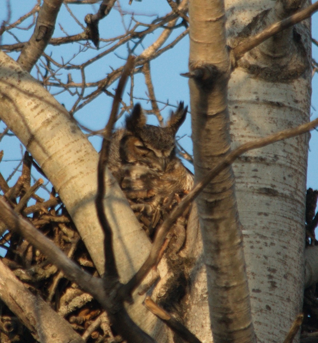 Great Horned Owl - ML334946221