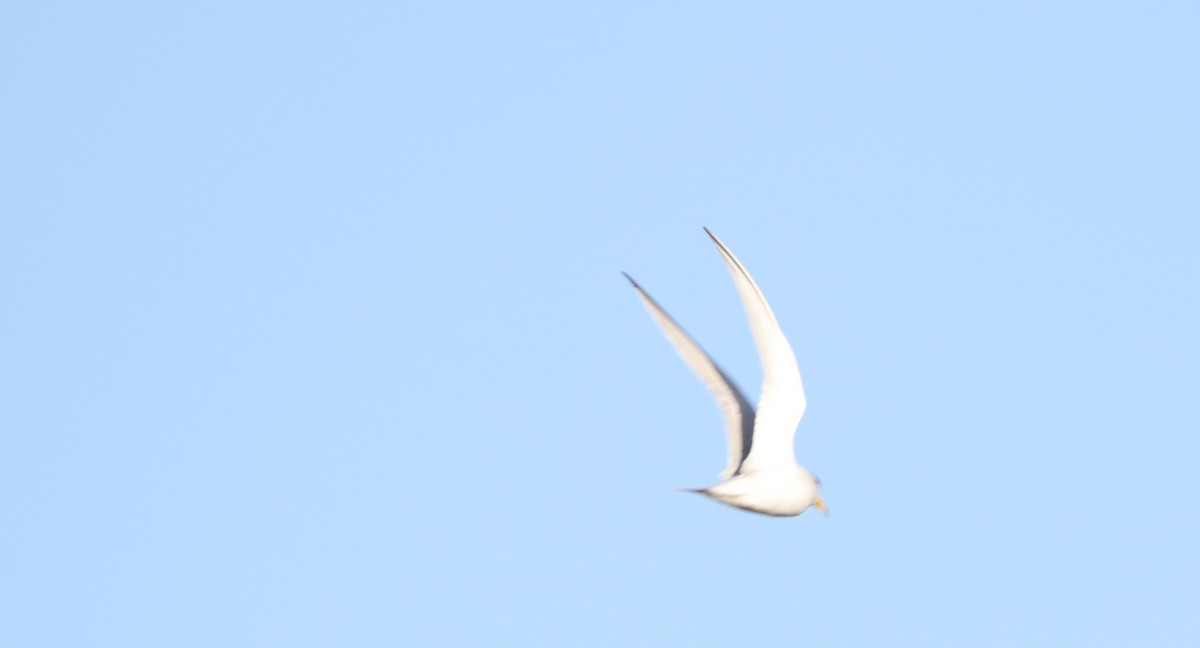 Least Tern - ML334946261