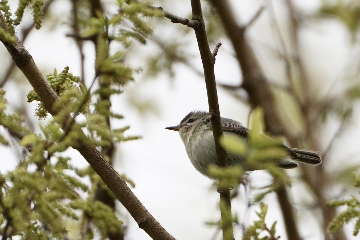 Warbling Vireo - ML334948381