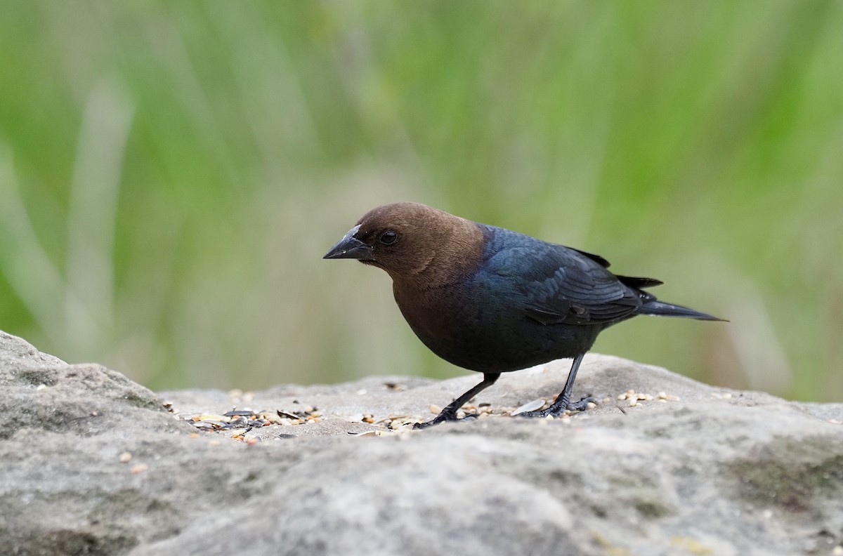 Brown-headed Cowbird - ML334949031