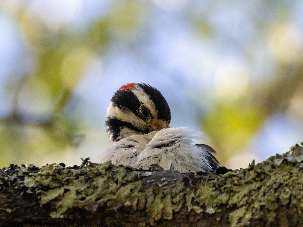 Hairy Woodpecker - ML334949511