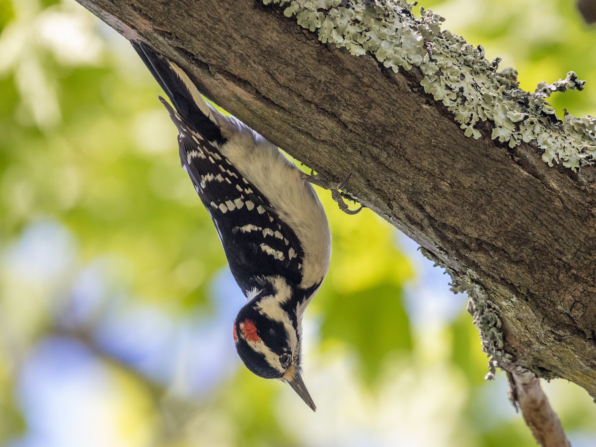 Hairy Woodpecker - ML334949691