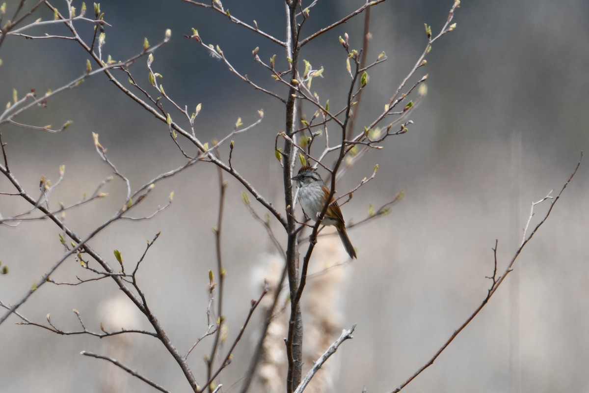 Swamp Sparrow - ML334951361