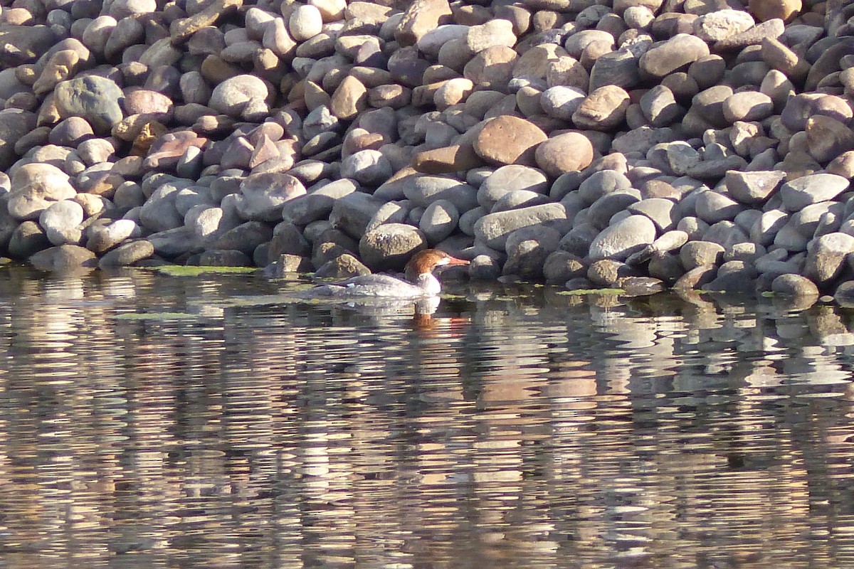 Common Merganser - willem van vliet-