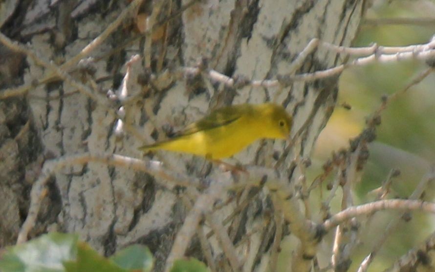 Yellow Warbler - ML33495661