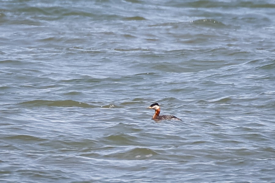 Red-necked Grebe - ML334958431