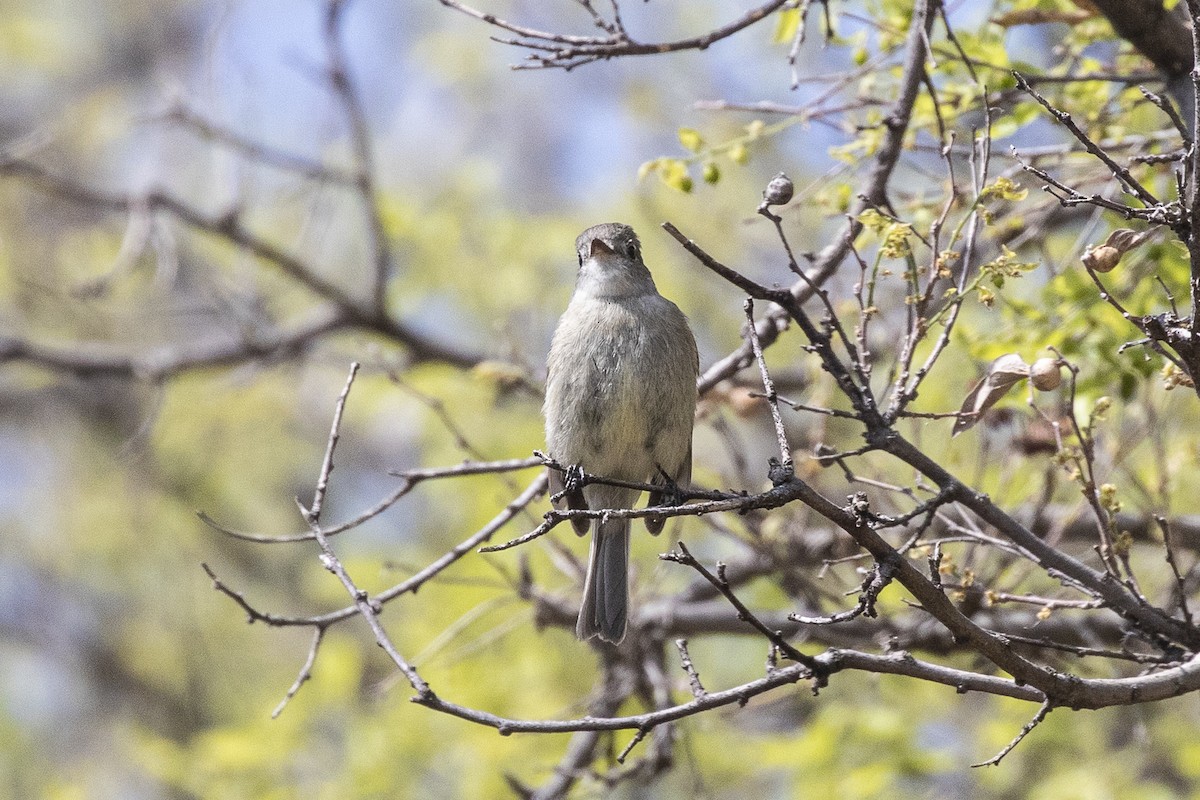 Hammond's Flycatcher - ML334959781