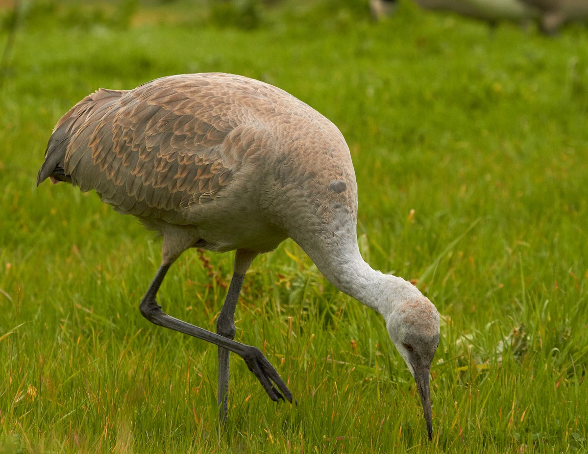 Sandhill Crane - ML33496081