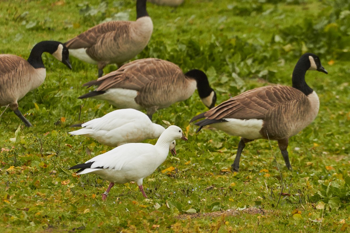 Ross's Goose - ML33496111