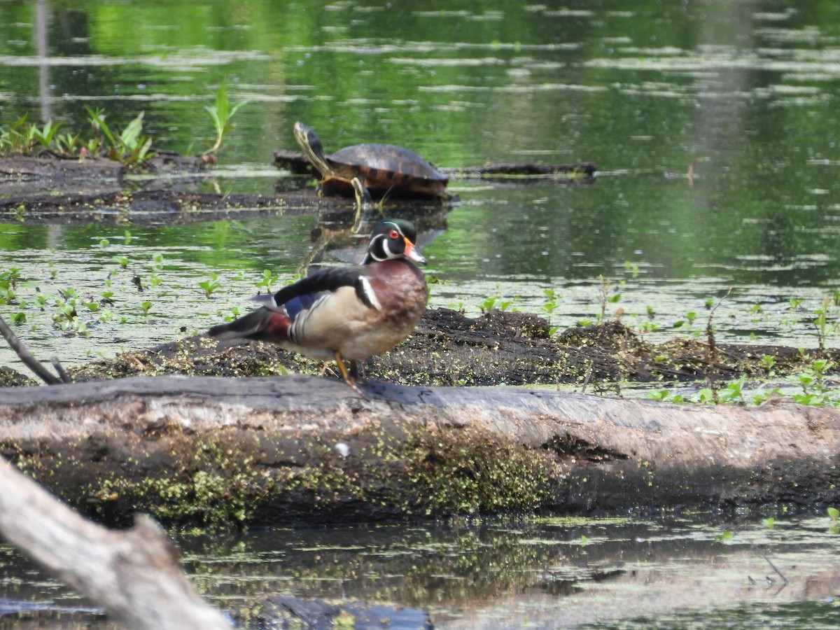 Wood Duck - ML334962641