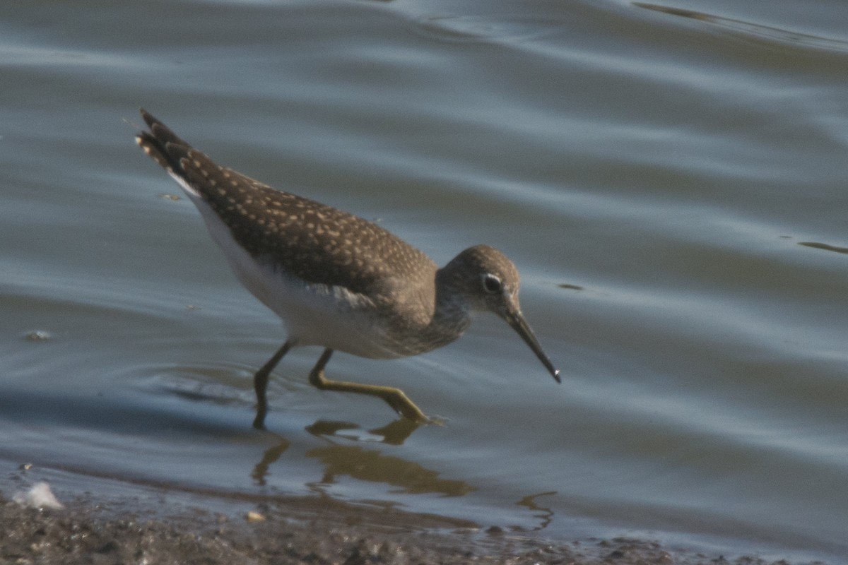 Solitary Sandpiper - ML33496321