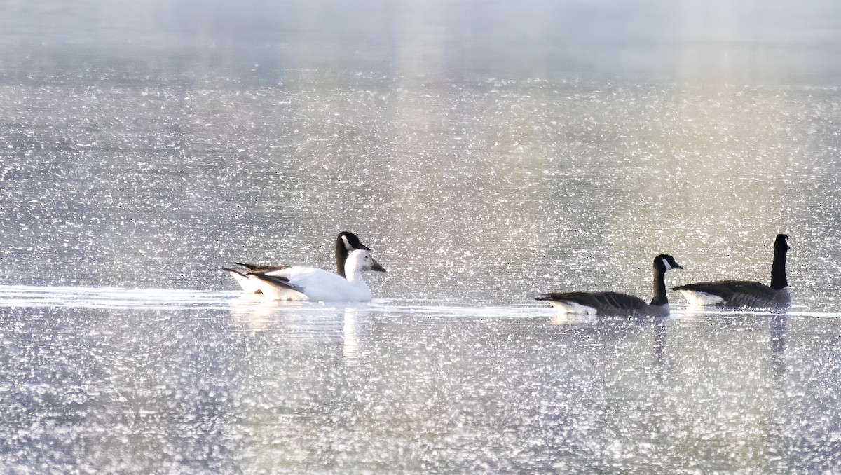 Цасны галуу - ML334963651