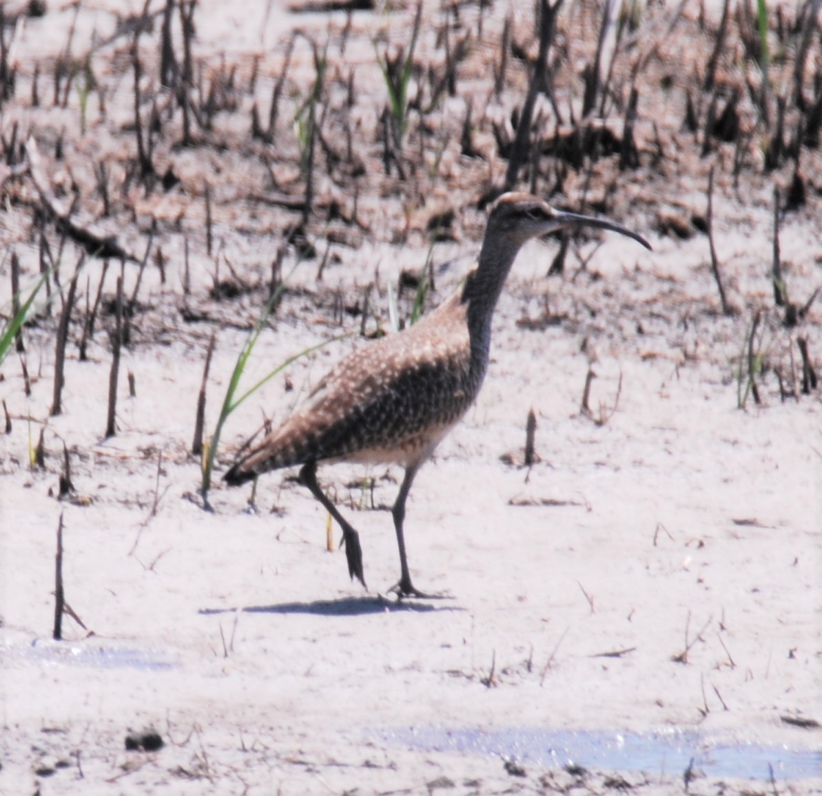 Whimbrel - ML334964371