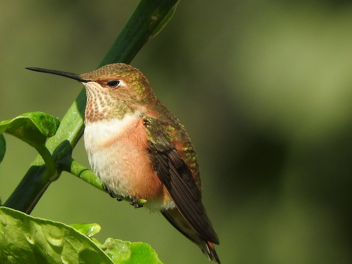 Rufous Hummingbird - Nina Jones