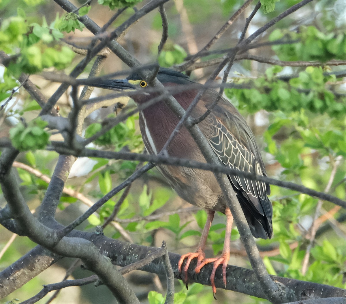 אנפית ירוקה - ML334965851