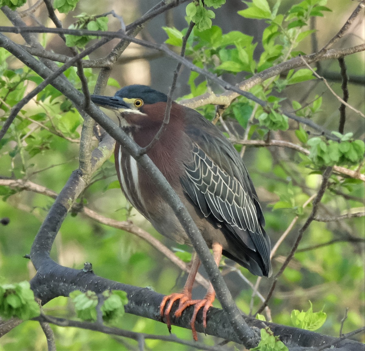 Green Heron - ML334965871