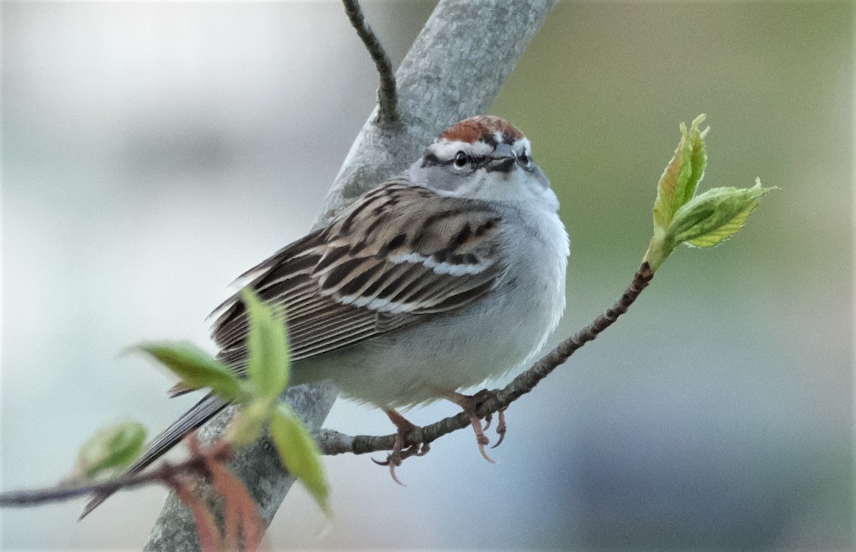 Chipping Sparrow - ML334966111