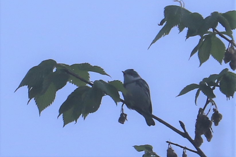 Cerulean Warbler - ML334967621