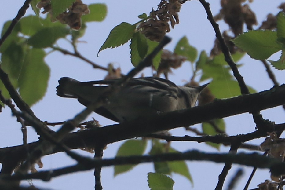 Cerulean Warbler - ML334967651
