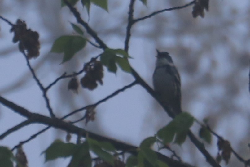 Cerulean Warbler - ML334967671