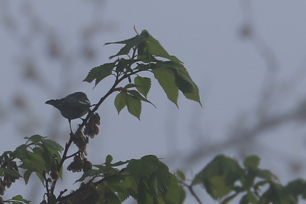 Cerulean Warbler - ML334967681