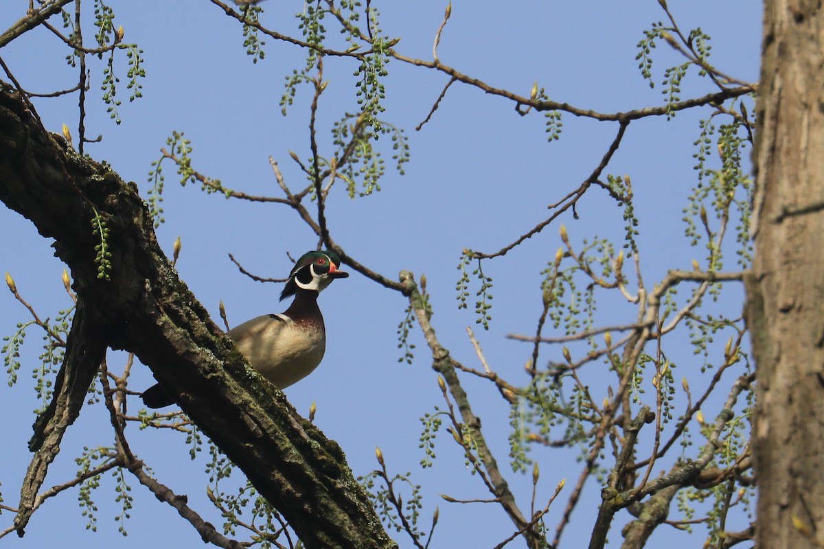 Wood Duck - ML334967791