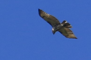 Red-tailed Hawk - ML334968831