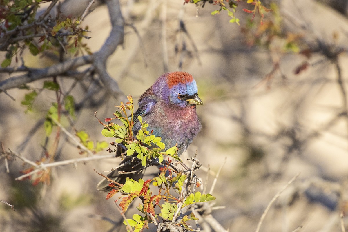 Varied Bunting - ML334969301