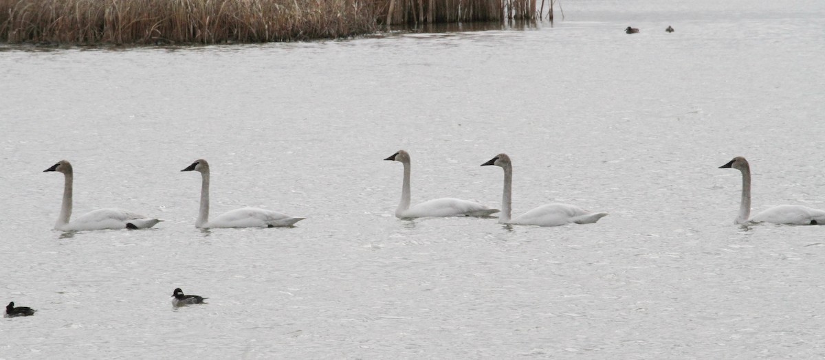 Trumpeter Swan - Gord Schirlie