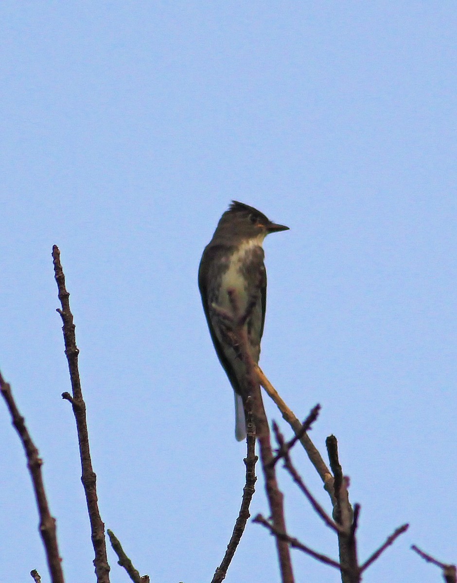 Olive-sided Flycatcher - ML33497051