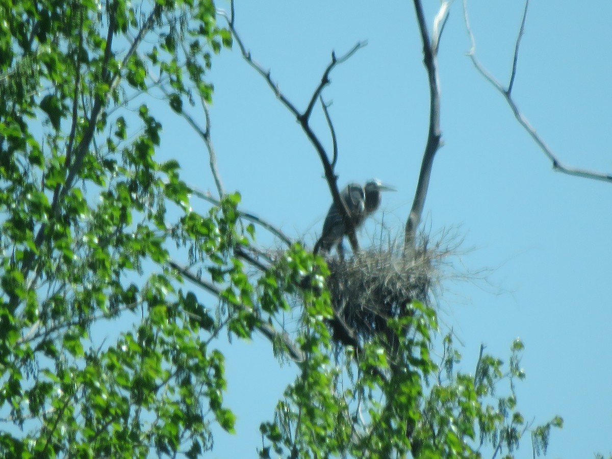 Great Blue Heron - ML334970921