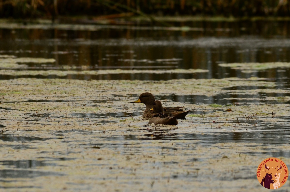 Yellow-billed Teal - ML33497991