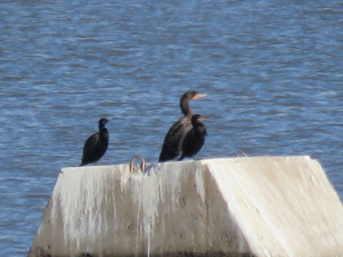 Neotropic Cormorant - ML33498311