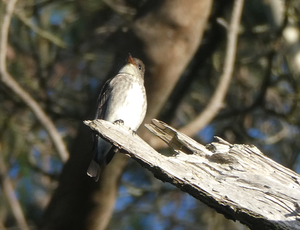 Olive-sided Flycatcher - ML334983321