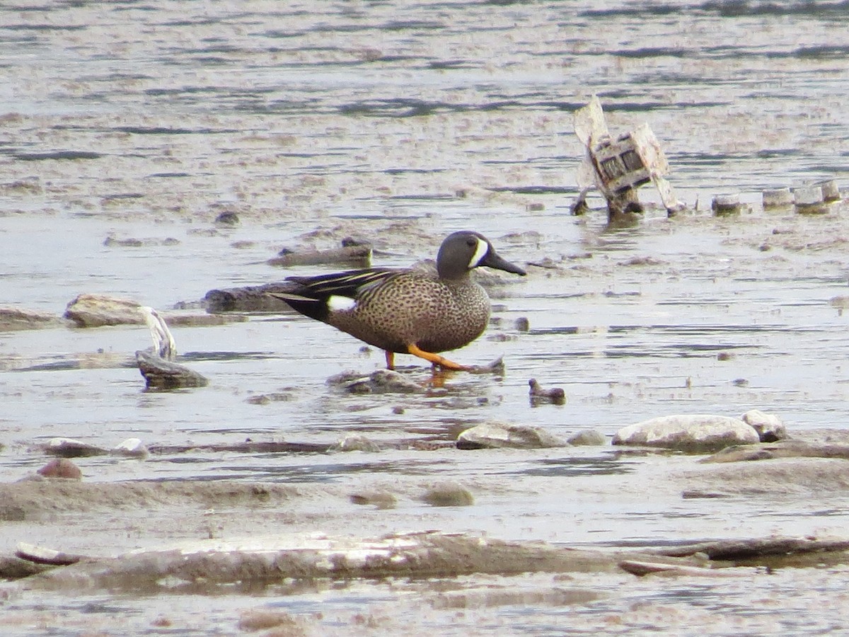 Blue-winged Teal - ML334985361