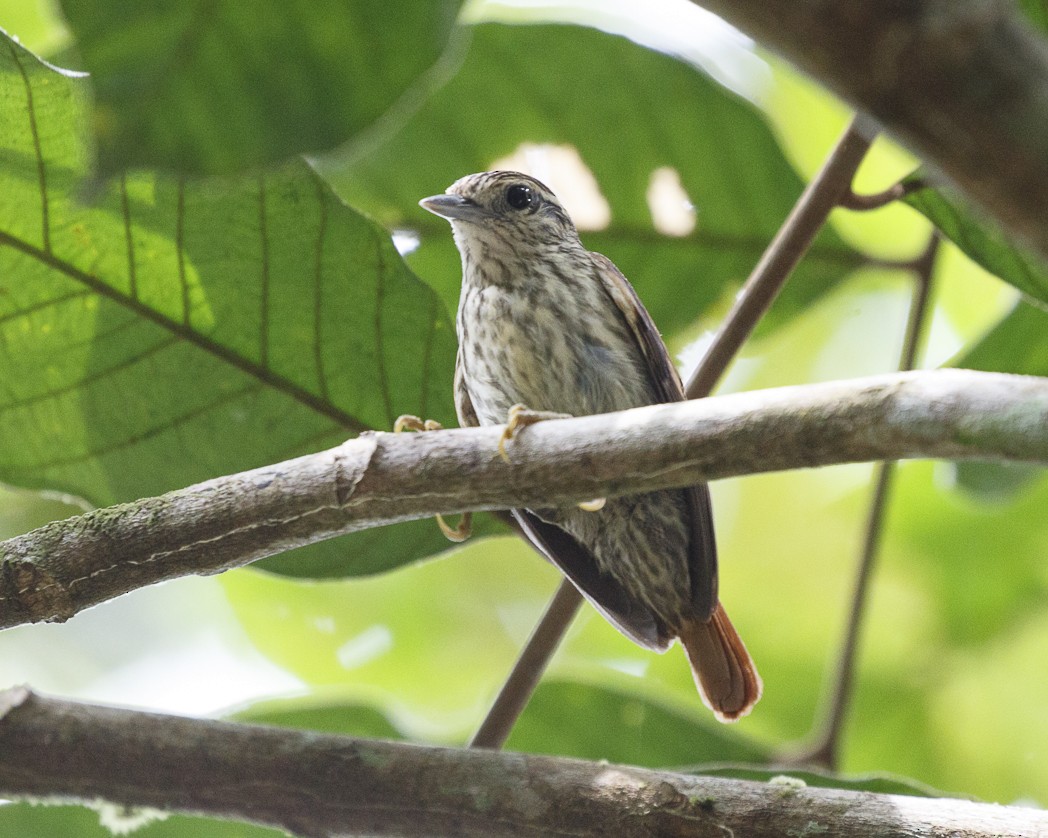 Rufous-tailed Xenops - Silvia Faustino Linhares