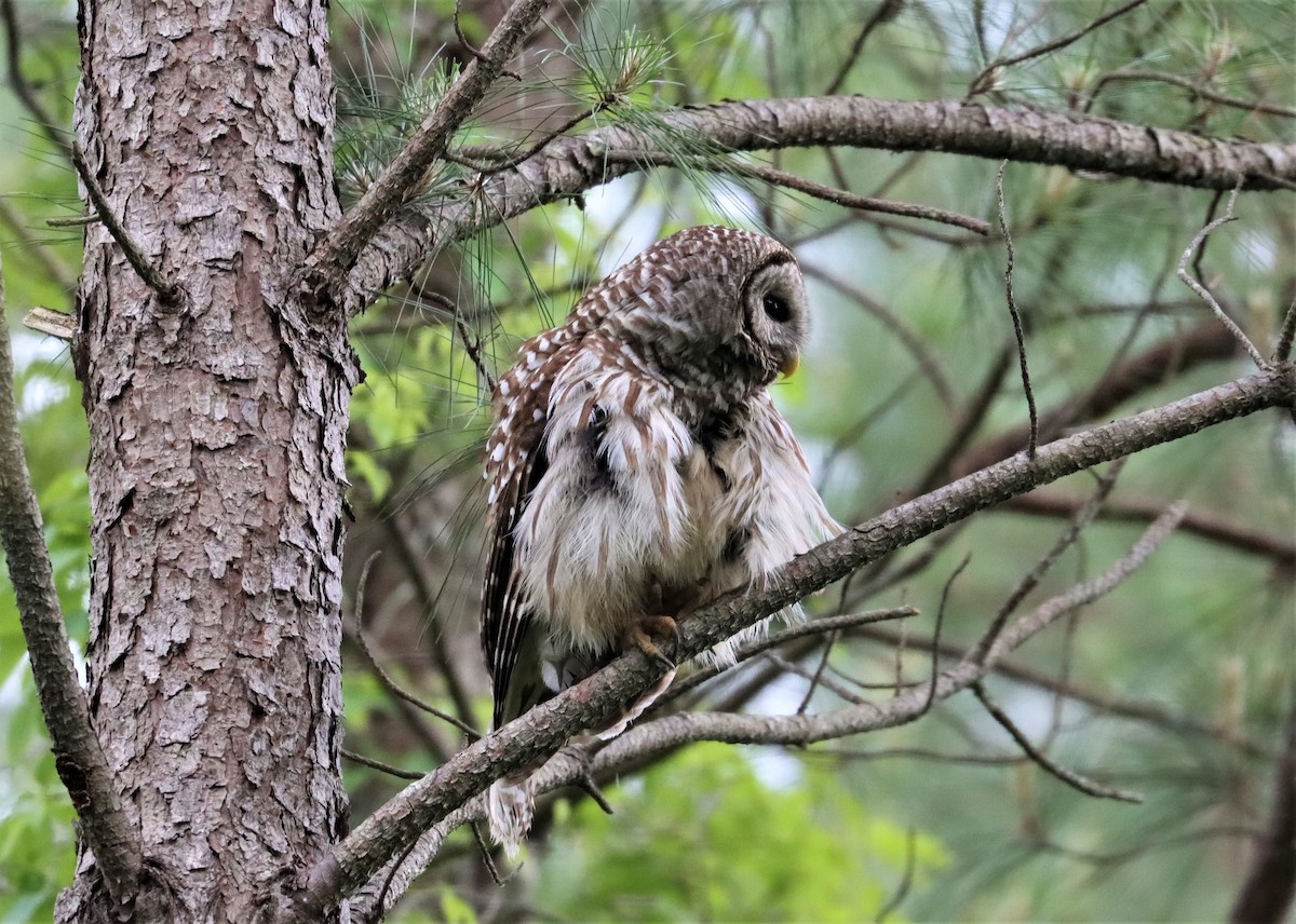 Barred Owl - ML334986521