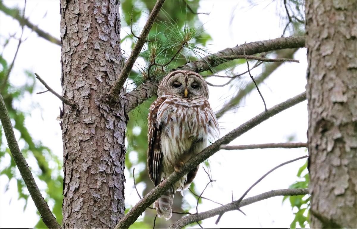 Barred Owl - ML334986541