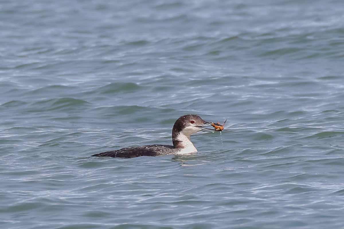 Common Loon - ML334986901