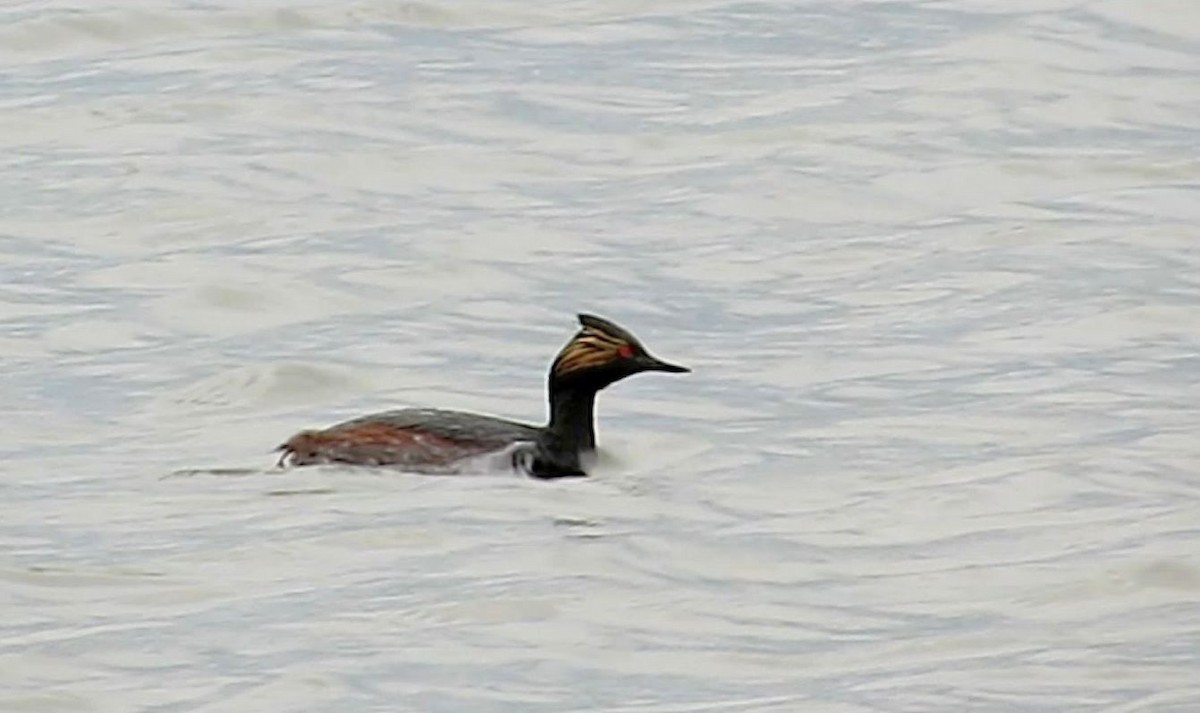 Eared Grebe - ML334987281