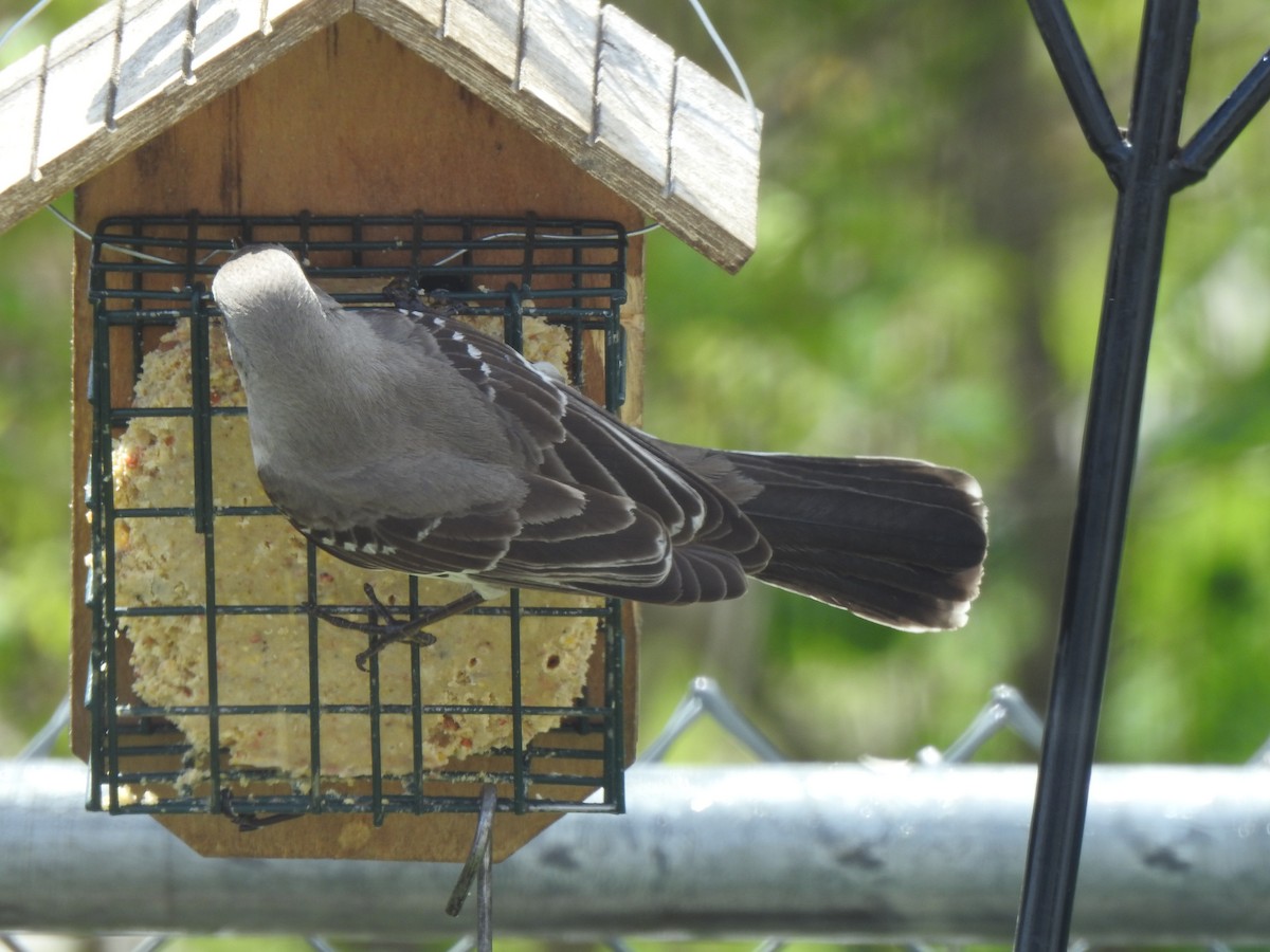 Northern Mockingbird - ML334987341