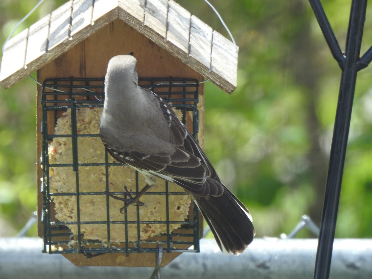 Northern Mockingbird - ML334987381