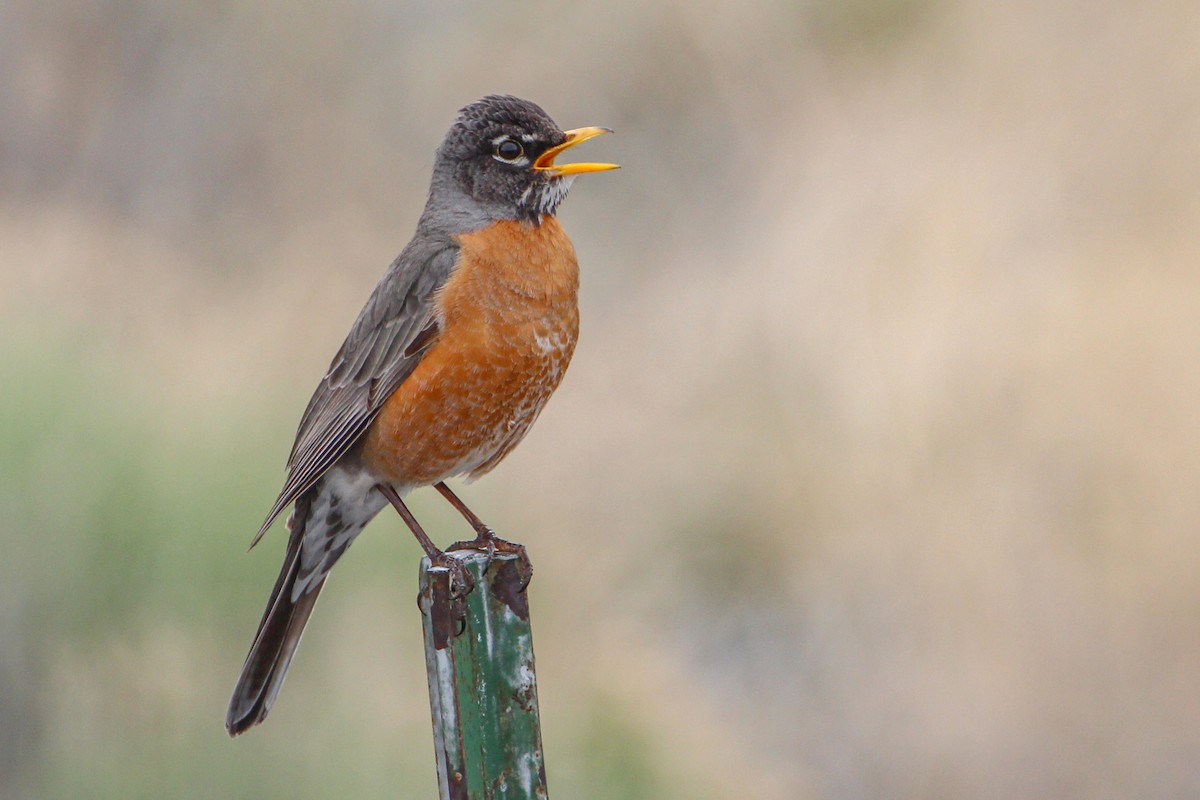 American Robin - ML334987651