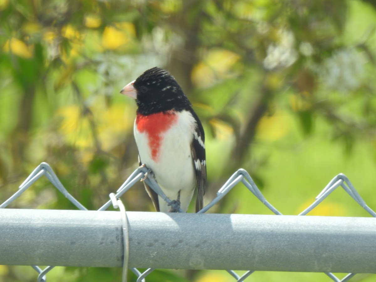 Rose-breasted Grosbeak - Jacques Bélanger