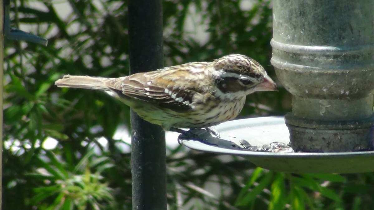 Rose-breasted Grosbeak - ML334990151